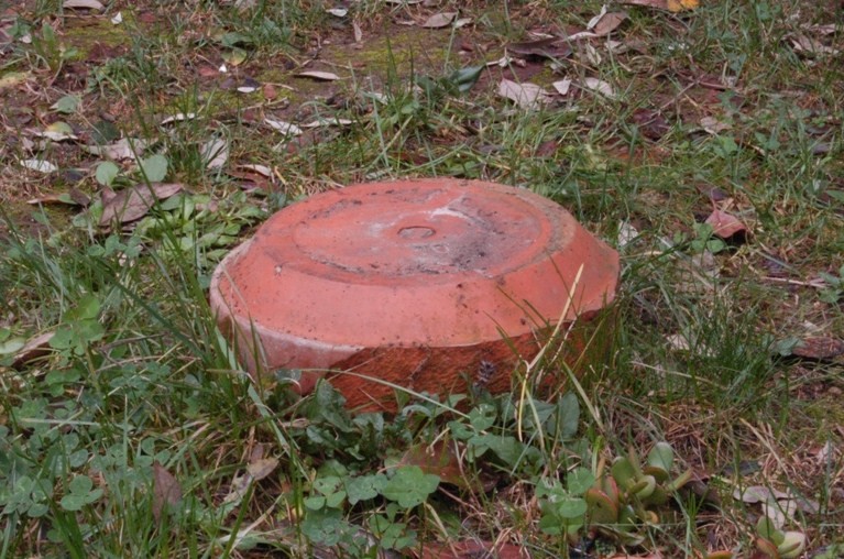 Nel giardino del vicino (Inocybe sindonia)