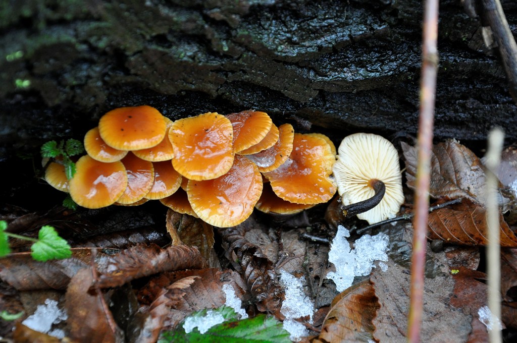 Flammulina velutipes