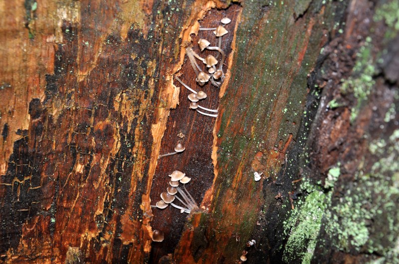 In un castagno cavo. Mycena? (cfr. M. inclinata)