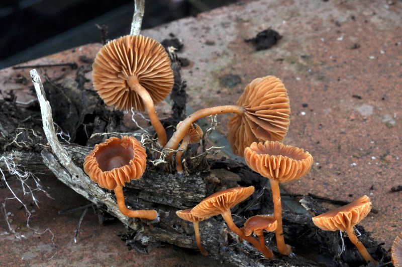 Galerina o forse Tubaria? (cfr. Tubaria furfuracea s.l.)