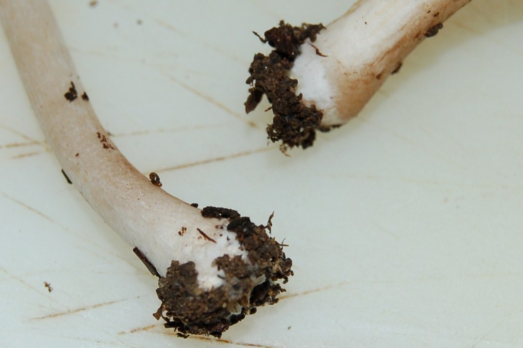 Nel giardino del vicino (Inocybe sindonia)