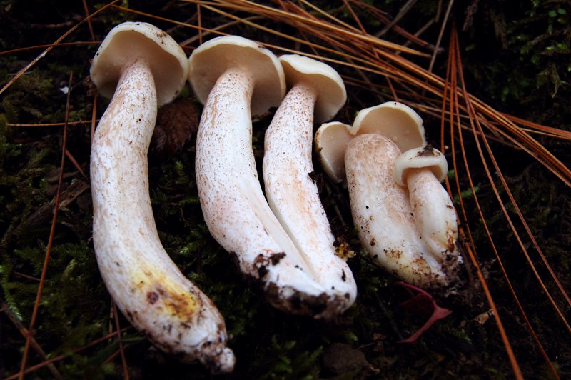 Suillus di oggi.