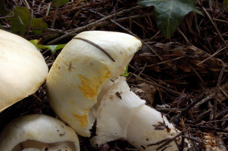 Agaricus mai visto.