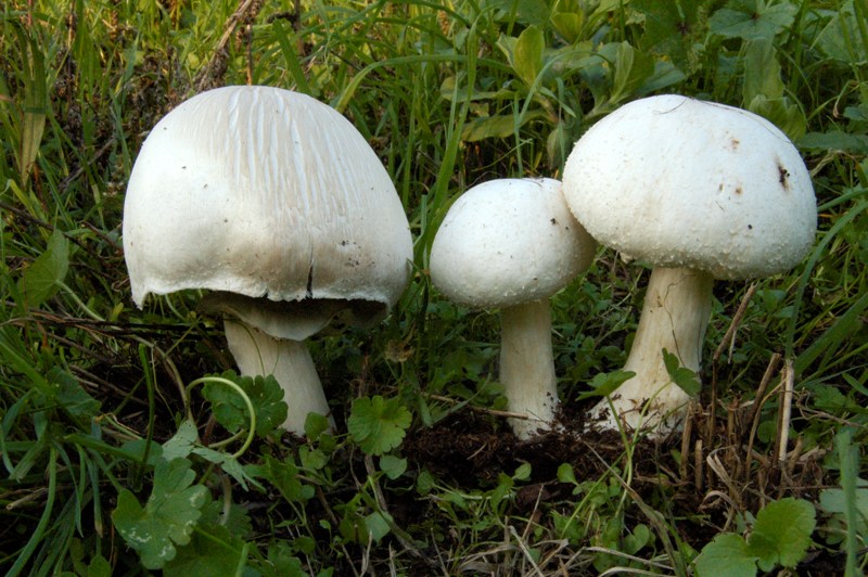 Agaricus fissuratus?