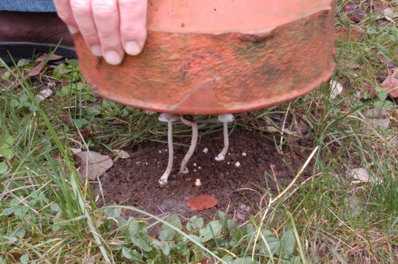 Nel giardino del vicino (Inocybe sindonia)