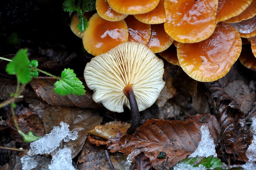 Flammulina velutipes