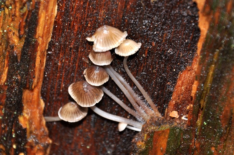 In un castagno cavo. Mycena? (cfr. M. inclinata)