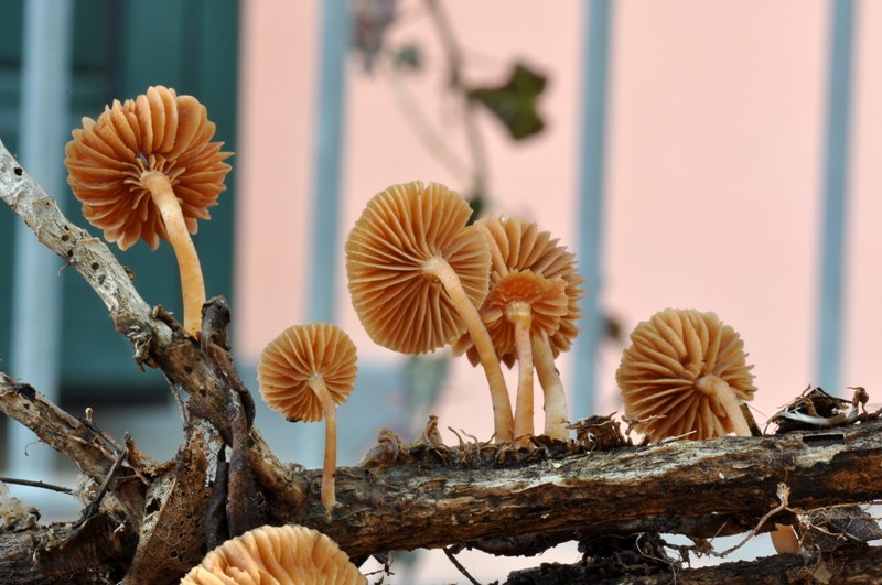 Galerina o forse Tubaria? (cfr. Tubaria furfuracea s.l.)