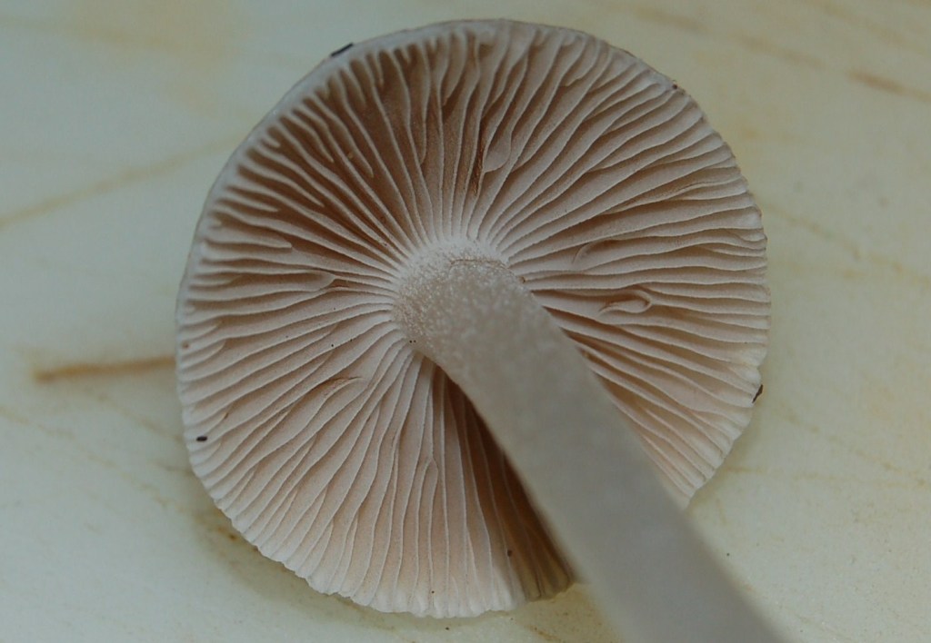 Nel giardino del vicino (Inocybe sindonia)