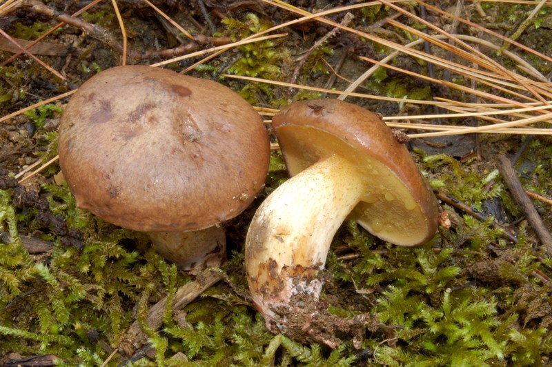 Suillus di oggi.