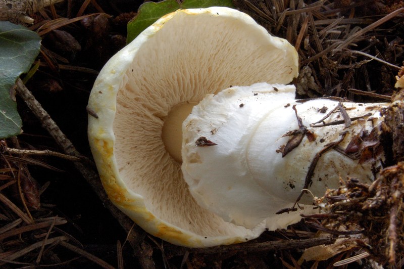 Agaricus mai visto.