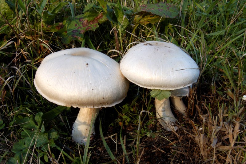 Agaricus fissuratus?