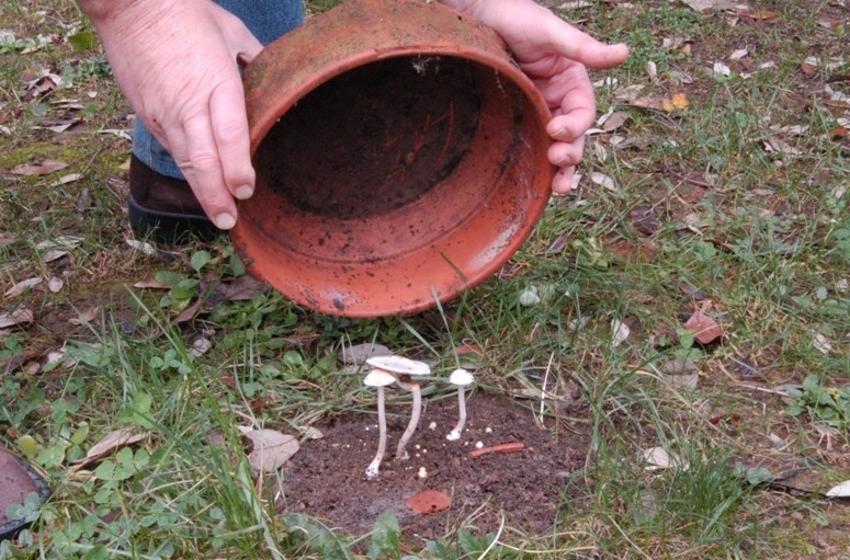 Nel giardino del vicino (Inocybe sindonia)