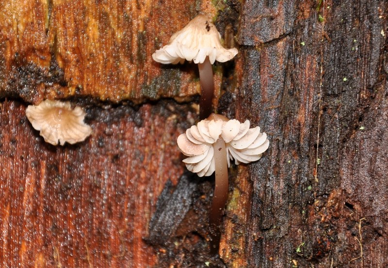 In un castagno cavo. Mycena? (cfr. M. inclinata)