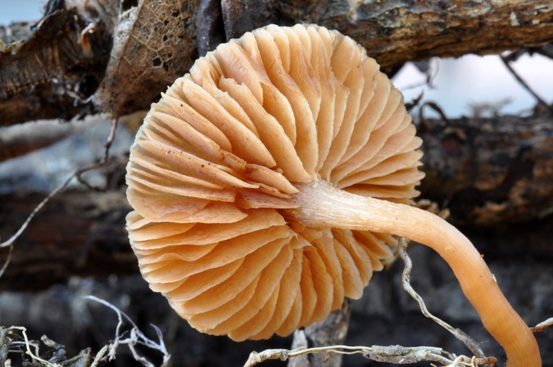 Galerina o forse Tubaria? (cfr. Tubaria furfuracea s.l.)