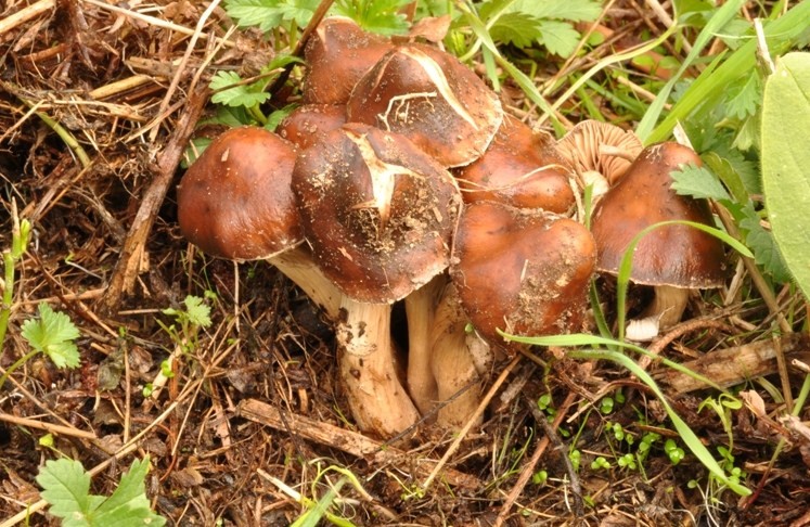 Agrocybe erebia.