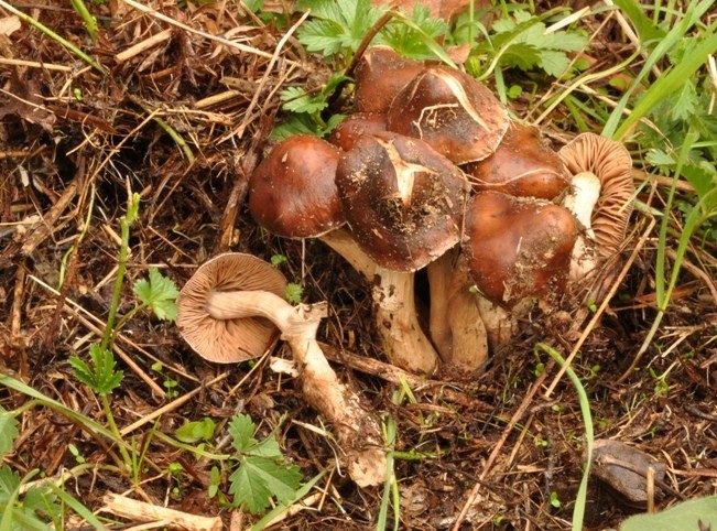 Agrocybe erebia.