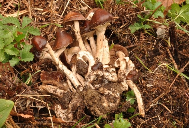 Agrocybe erebia.