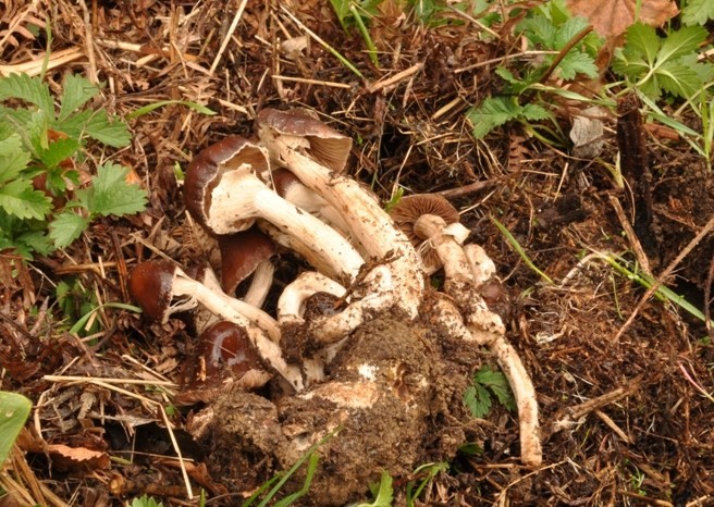 Agrocybe erebia.