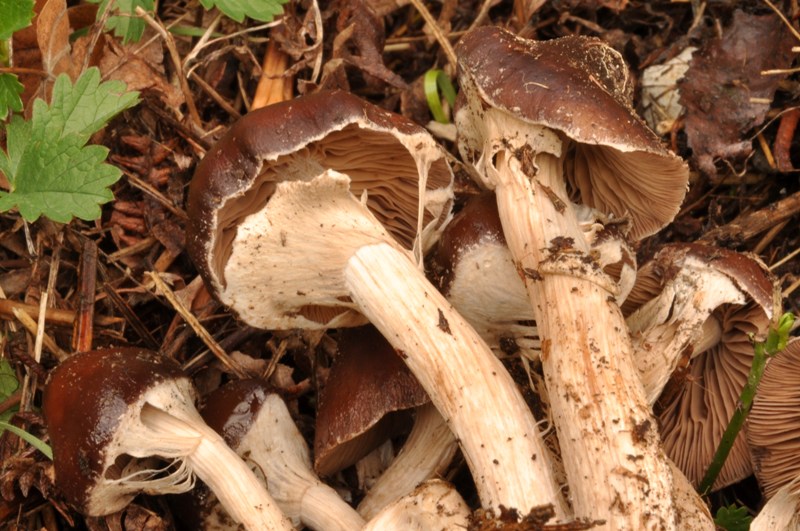 Agrocybe erebia.