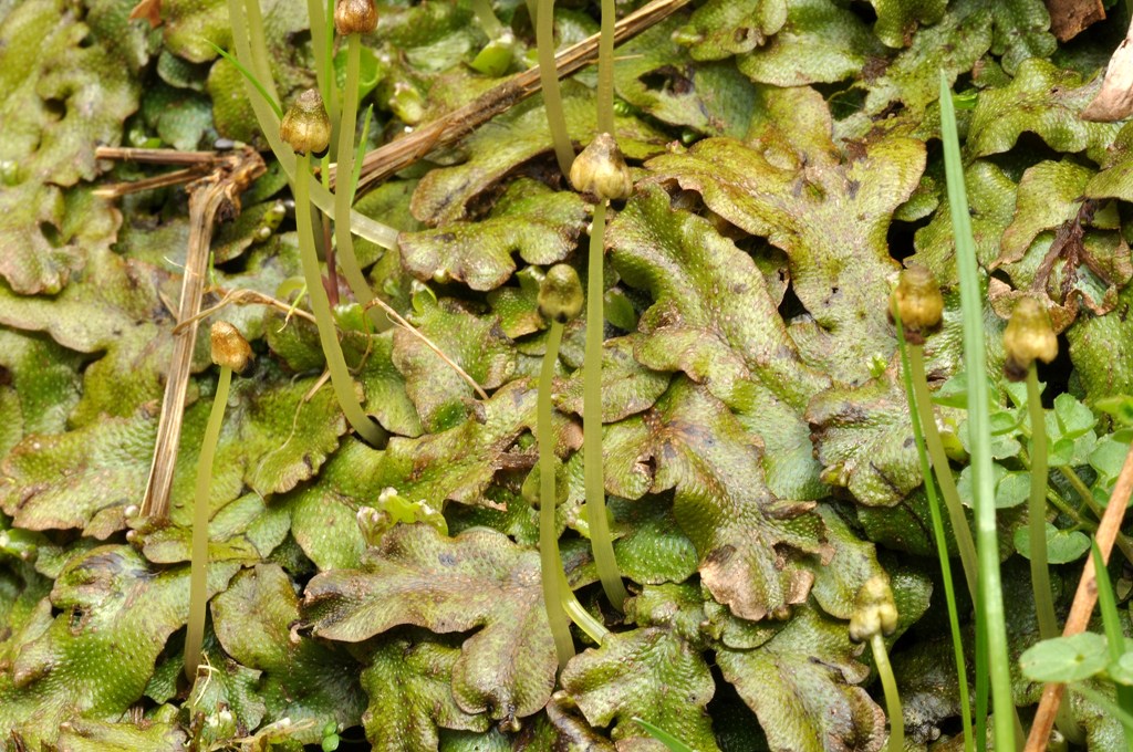 Marchantia polymorpha