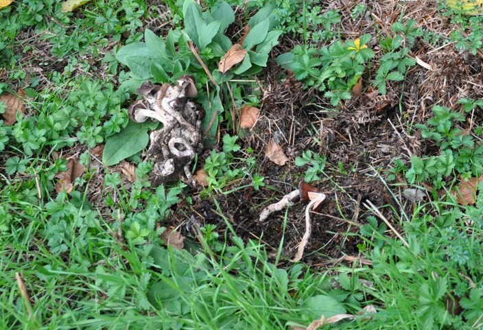 Agrocybe erebia.