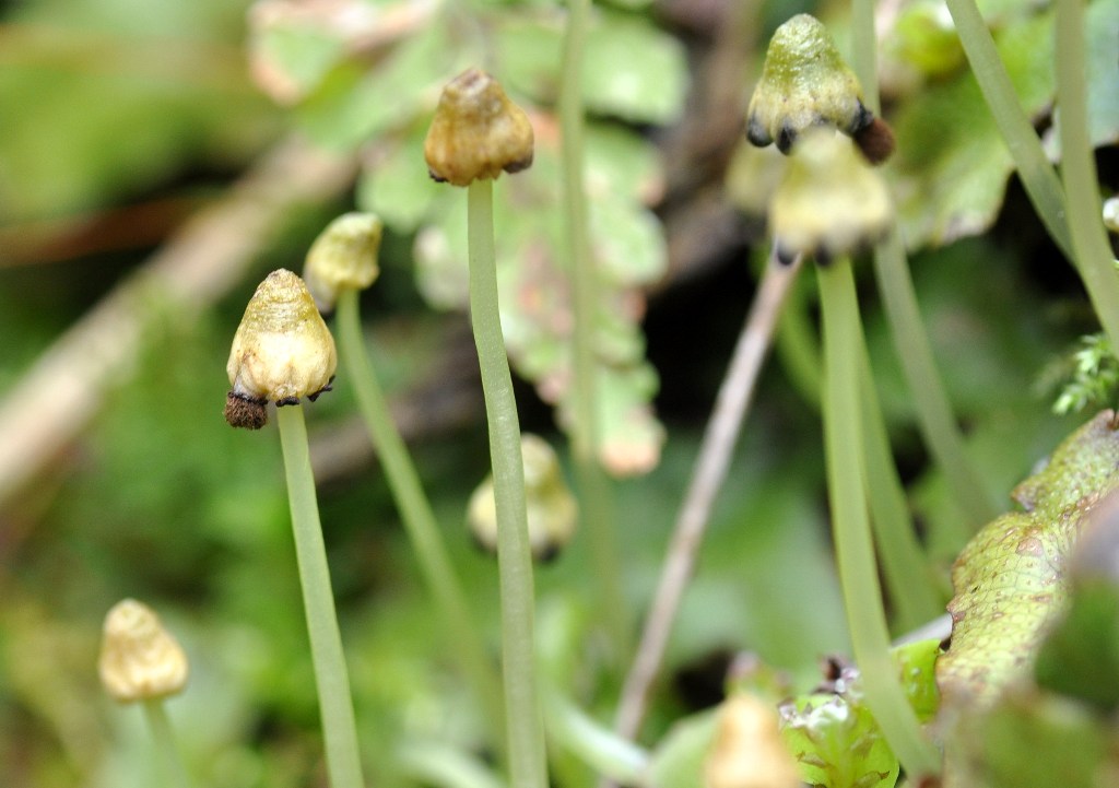 Marchantia polymorpha