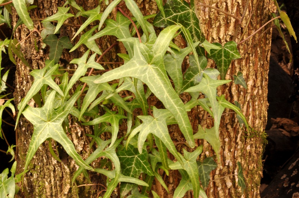 Hedera helix / Edera