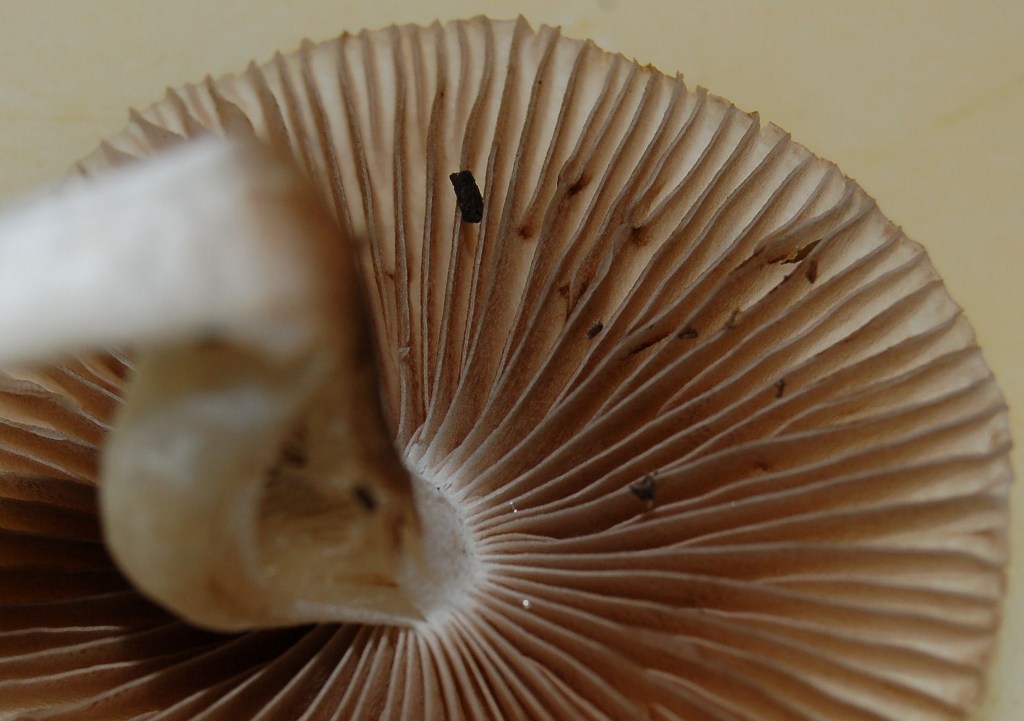 Nel giardino del vicino (Inocybe sindonia)