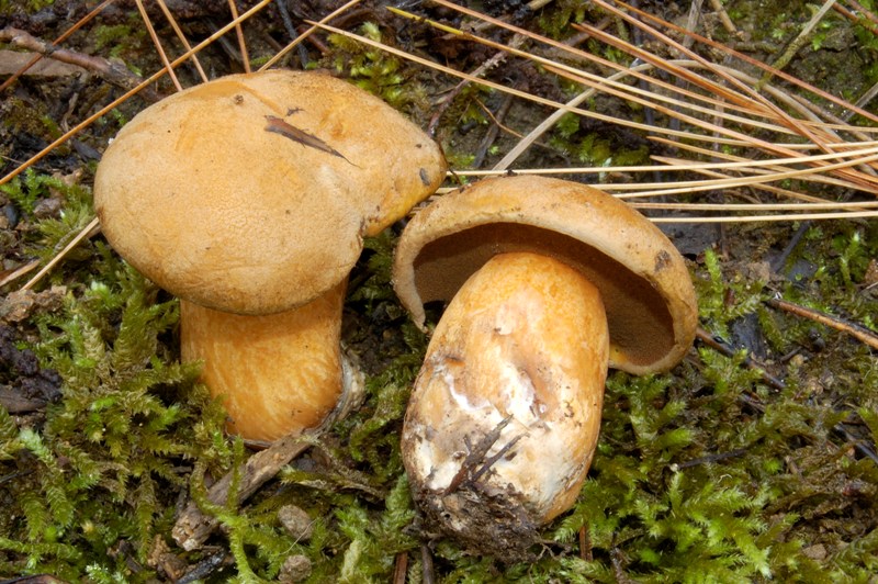 Suillus di oggi.