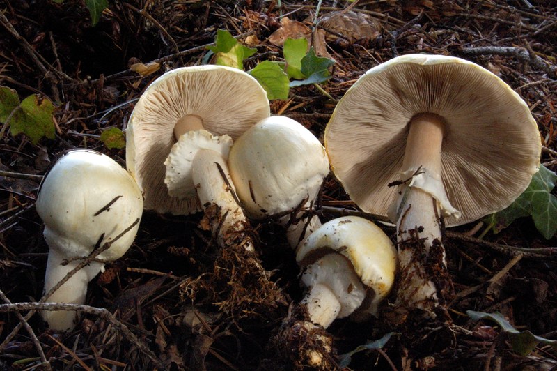 Agaricus mai visto.