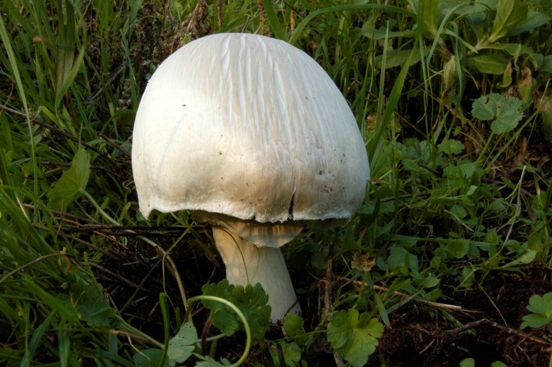 Agaricus fissuratus?