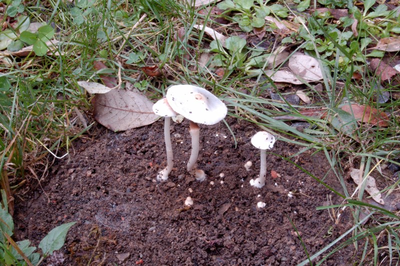 Nel giardino del vicino (Inocybe sindonia)