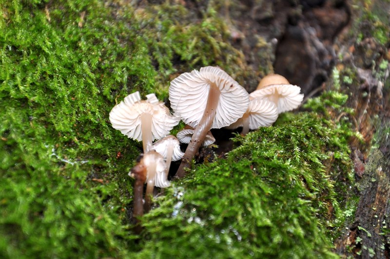 In un castagno cavo. Mycena? (cfr. M. inclinata)