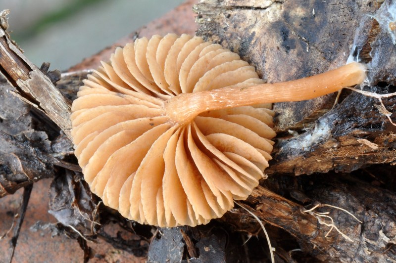 Galerina o forse Tubaria? (cfr. Tubaria furfuracea s.l.)