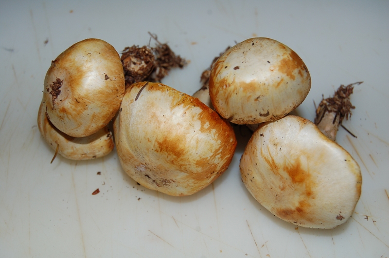 Agaricus mai visto.