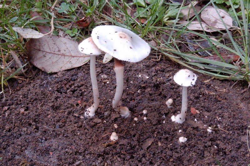 Nel giardino del vicino (Inocybe sindonia)