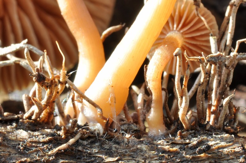 Galerina o forse Tubaria? (cfr. Tubaria furfuracea s.l.)