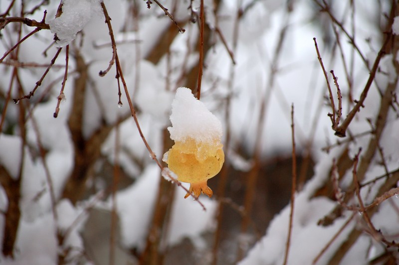 Bianco risveglio.