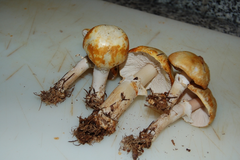 Agaricus mai visto.