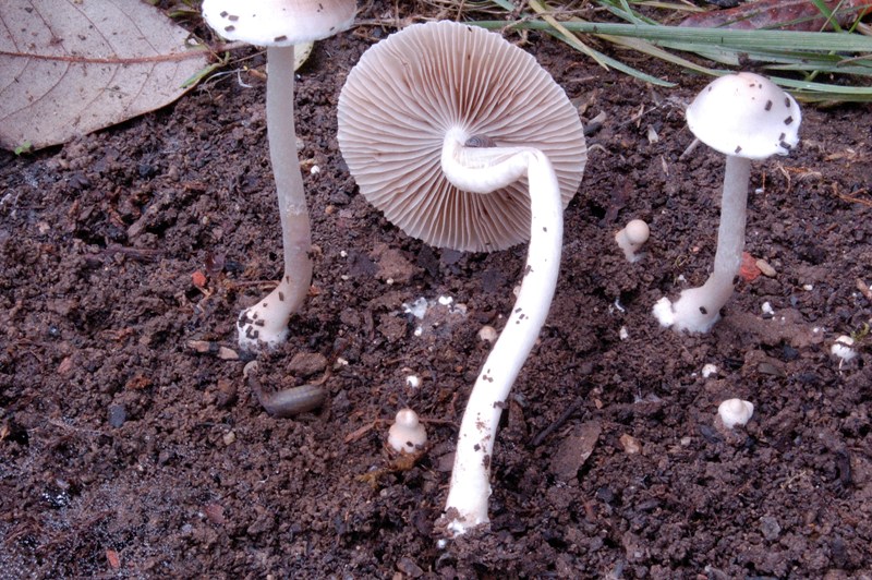 Nel giardino del vicino (Inocybe sindonia)