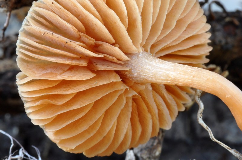 Galerina o forse Tubaria? (cfr. Tubaria furfuracea s.l.)