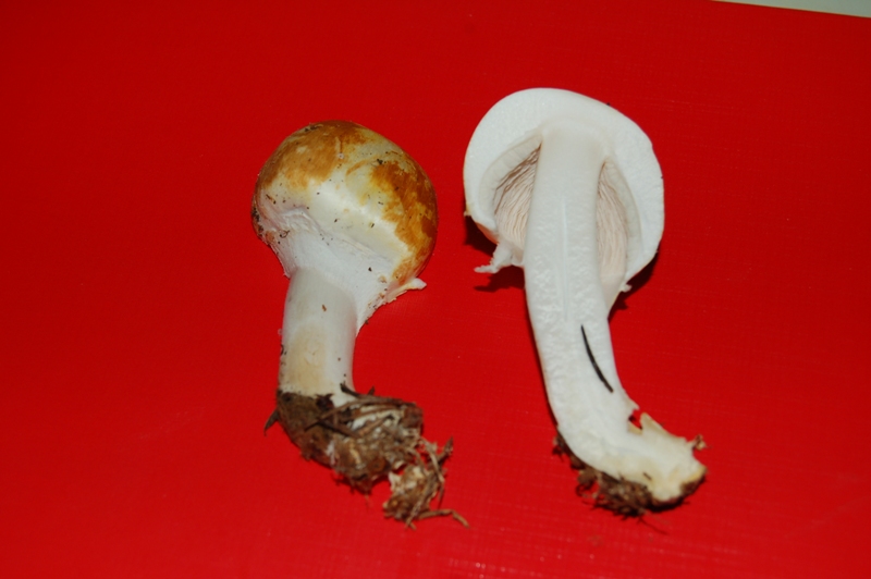 Agaricus mai visto.