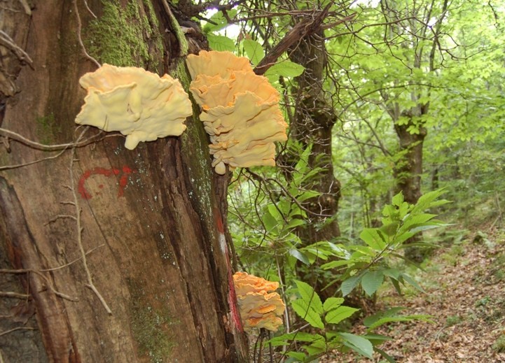 Laetiporus sulphureus(Bull.:Fr.)Murrill