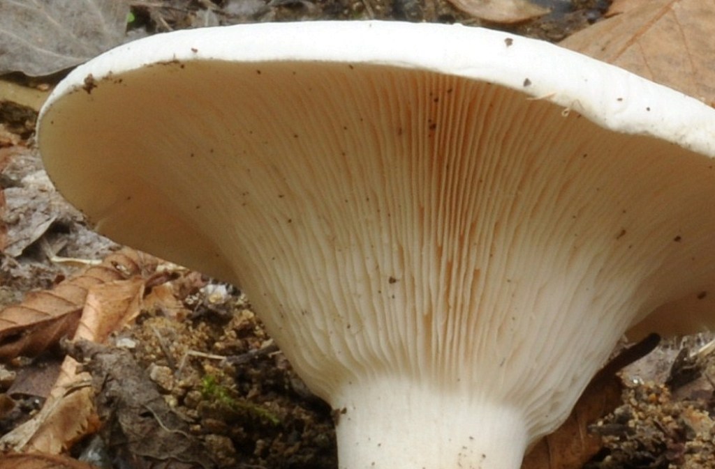 Leucopaxillus candidus.