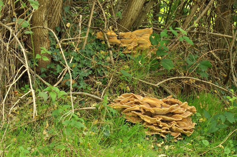 Meripilus giganteus del 3/10