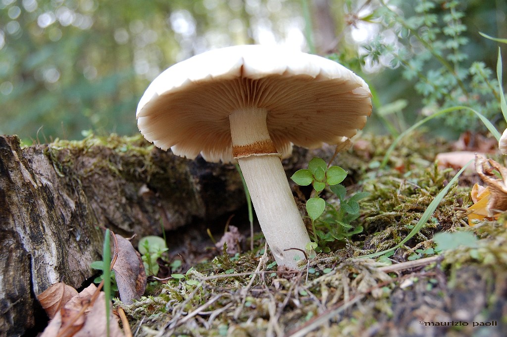 Agrocybe aegerita ...nel bosco