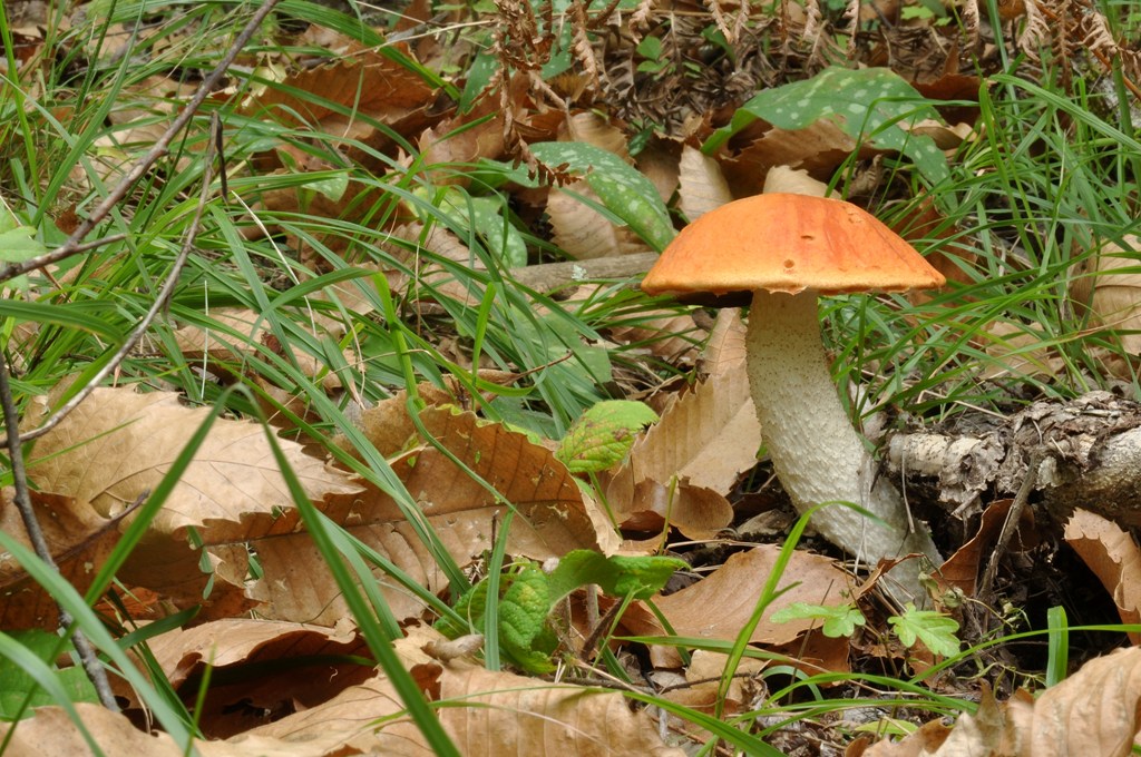 Leccinum aurantiacum