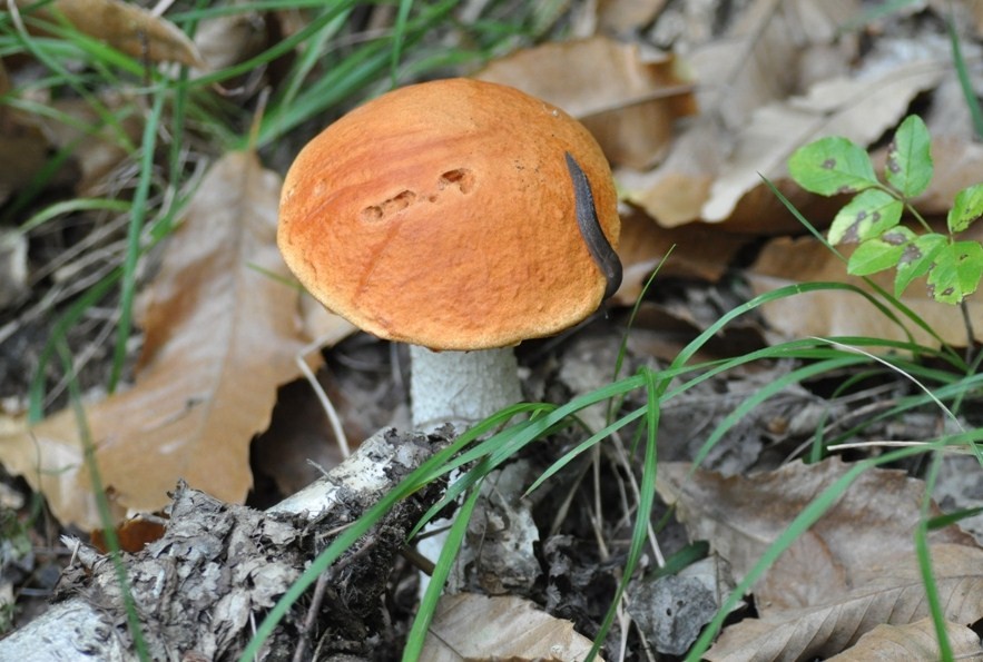 Leccinum aurantiacum