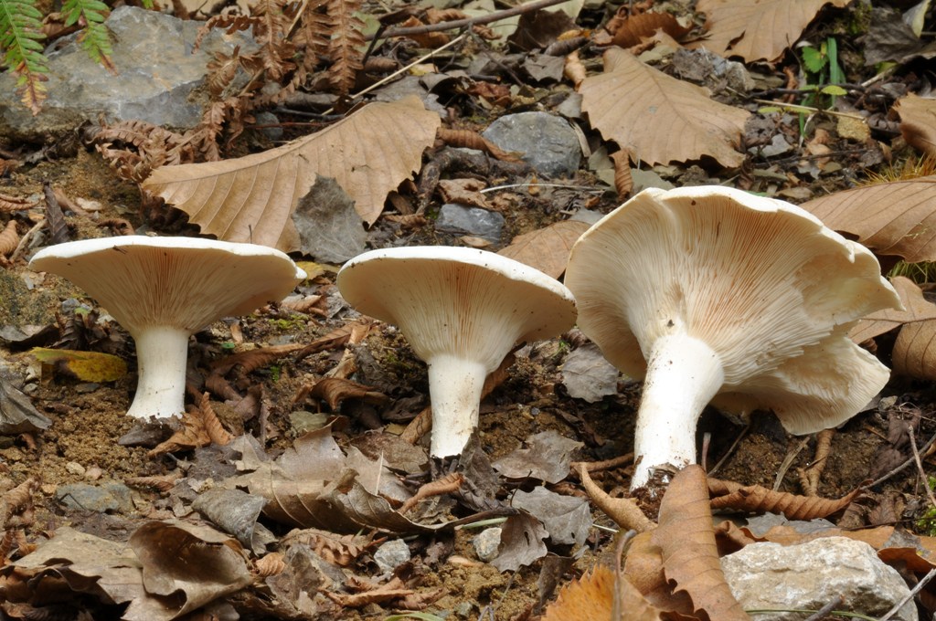 Leucopaxillus candidus.